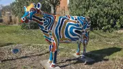Kunstwettbewerb am Straßenrand: Woldegks berühmte Kuh erstrahlt in neuem Farbkleid