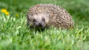 Landkreis Lüneburg warnt: Mähroboter nachts gefährden Igel im Garten
