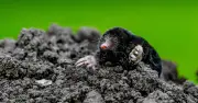 Löcher im Garten: Tierische Verursacher erkennen und wirksam vertreiben