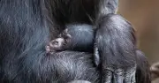 Münchner Tierpark Hellabrunn sucht Namen für neues Schimpansen-Baby