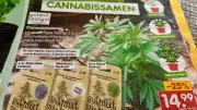 Netto verkauft Cannabis-Samen: Discount-Riese löst Debatte über Normalisierung aus