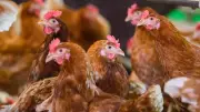 Neue Ausbrüche der Newcastle-Krankheit in Deutschland: Tödliches Virus bedroht Geflügelbestände