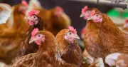 Newcastle-Krankheit im Landkreis Erding: 100.000 Legehennen müssen getötet werden