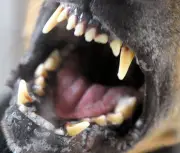 Pitbull-Attacke in Waltershausen: Hundesitter schwer verletzt - Rettungshubschrauber im Einsatz