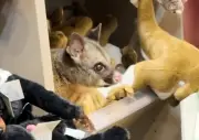 Possum versteckt sich zwischen Plüschtieren im Flughafen-Souvenirshop