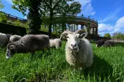 Schafe als ökologische Rasenmäher: Tierische Pflege im Park Sanssouci