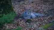 Seltene Luchs-Sichtung im Harz: Ein Zeichen für erfolgreichen Naturschutz