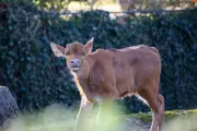 Seltenes Gaur-Kälbchen im Berliner Zoo geboren - Größtes Wildrind der Welt