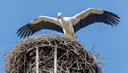 Storch Janosch nach Zugkollision und Hundebiss erfolgreich ausgewildert