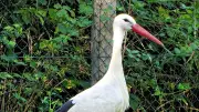 Storch Janosch: Vom Zugunglück zur Auswilderung - Tierschützer retten verletzten Vogel