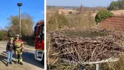 Storchennester in Mecklenburg-Strelitz vorbereitet: Rückkehr der Adebare erwartet