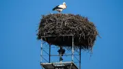 Störche im Saalekreis: Frühlingsboten kehren zurück, doch Gefahr durch Gummiringe droht