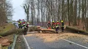 Sturmschäden auf B104: Feuerwehren räumen umgestürzte Bäume nach Unwetter
