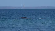 Suche nach Buckelwal in der Ostsee: Polizei und Küstenwache im Einsatz