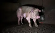 Tierquälerei in Spanien: Schweinemastbetrieb mit grausamen Zuständen aufgedeckt