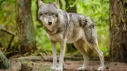 Toter Wolf im Thüringer Wald entdeckt: Experten untersuchen Todesursache
