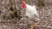 Trans-Huhn Peter: Vom Eierlegen zum Krähen – Ein tierisches Schicksal in Niedersachsen