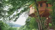 Traum im Baum: 5 faszinierende Baumhaushotels für unvergessliche Nächte in Deutschland