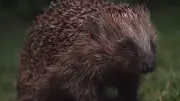 Ultraschall-Technologie schützt Igel: Neue Methode verhindert Unfalltod