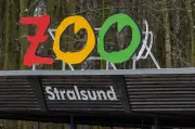 Vogelgrippe-Alarm im Zoo Stralsund: Erneute Schließung nach Virusnachweis