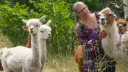 Vom Bankbüro zur Alpaka-Farm: Eine Frau im Saalekreis startet ihr neues Leben