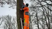 Waren (Müritz) schafft neuen Lebensraum: Nistkästen für Vögel und Fledermäuse