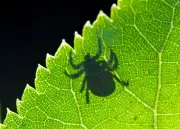 Wiesenzecke erobert Norddeutschland: Neue Risiken für Mensch und Hund