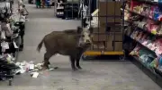 Wildschwein stürmt Berliner Einkaufszentrum: Polizei-Einsatz mit Paletten