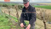 Winzerfamilie Hornickel: Winterarbeit im Weinberg Silberthal schützt seltene Adonisröschen