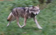 Wolf beißt Frau in Hamburger Einkaufspassage - Erster Angriff seit der Wiederansiedlung