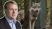Wolf greift in Hamburg an: Kritiker der Wiederansiedlung sehen sich bestätigt