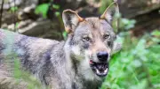 Wolf in Hamburg-Blankenese gesichtet: Experte bestätigt Raubtier in noblem Stadtteil
