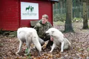 Wolfsexperte warnt: Abstand halten trotz geringer Angriffsgefahr auf Menschen