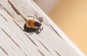 Zecken trotzen dem Winter: Borreliose-Fälle in Thüringen bereits gemeldet