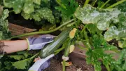Zucchini erfolgreich vorziehen: Die besten Tipps für eine reiche Ernte