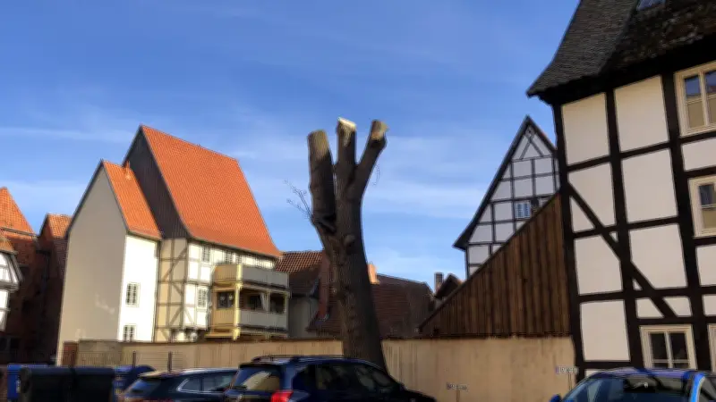 150 Jahre alte Esche in Quedlinburg radikal gestutzt: Stadtverwaltung muss Stellung beziehen