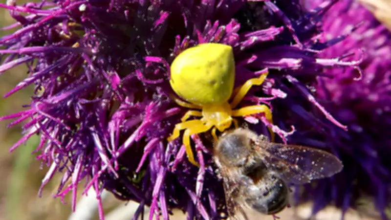 365 Tage, 365 Tiere: Der farbenfrohe Jäger von Halle im Fokus