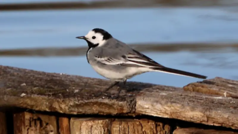 365 Tage, 365 Tiere: Der geschickte Jäger in Halle entdeckt