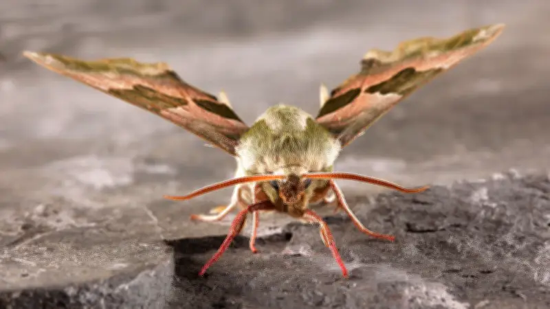 365 Tage, 365 Tiere: Ein schneller Flieger in Halle