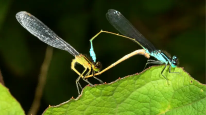 365 Tage, 365 Tiere: Herzrad-Bewohner erlebt wahre Liebe in Halles Gewässern