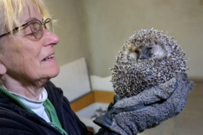 81-Jährige päppelt Igel auf: So hilft man den Tieren im Winter