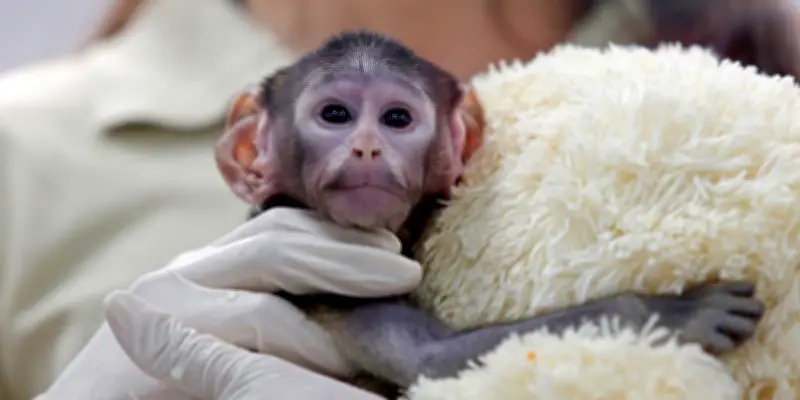 Affenbaby Yuji: Mexikanischer Zoo-Spross wird zum Internetstar