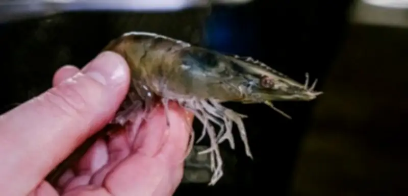 Aldi reagiert auf Tierschutzkampagne: Höhere Standards für Garnelen bis 2035