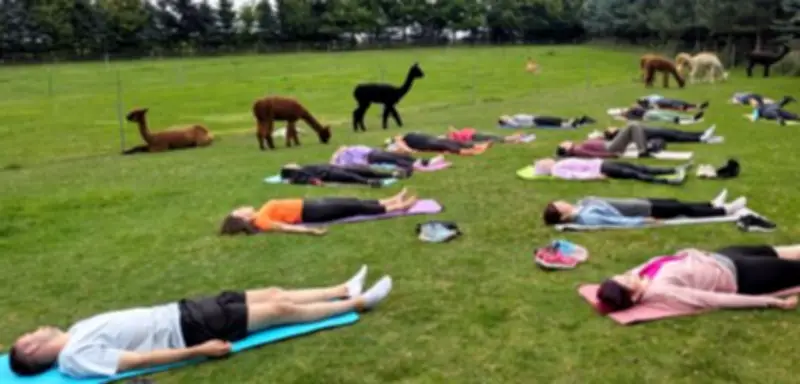 Alpaka-Hype in Deutschland: Zwischen Trend und Tierleid