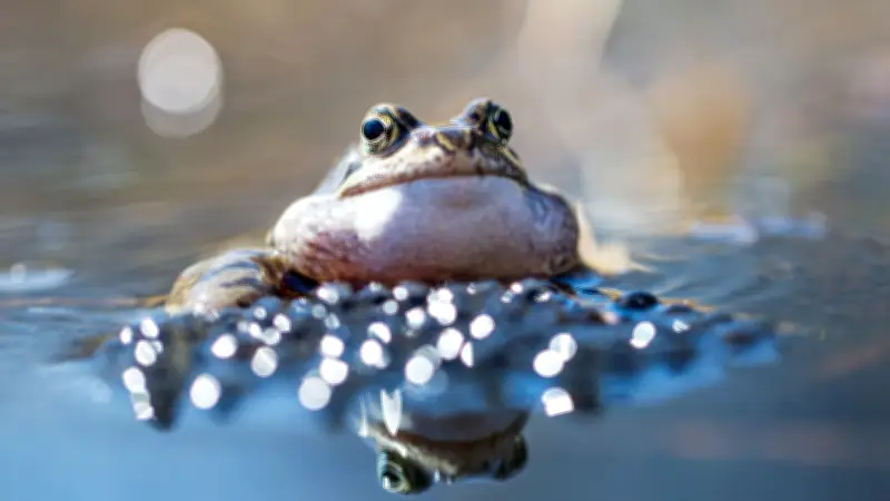 Amphibienkonzerte im Uckermärkischen Seenland: Ranger führen zu Balzrufen