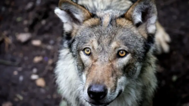 Angriff in Hamburg: Wolfsdebatte in MV und Brandenburg neu entfacht