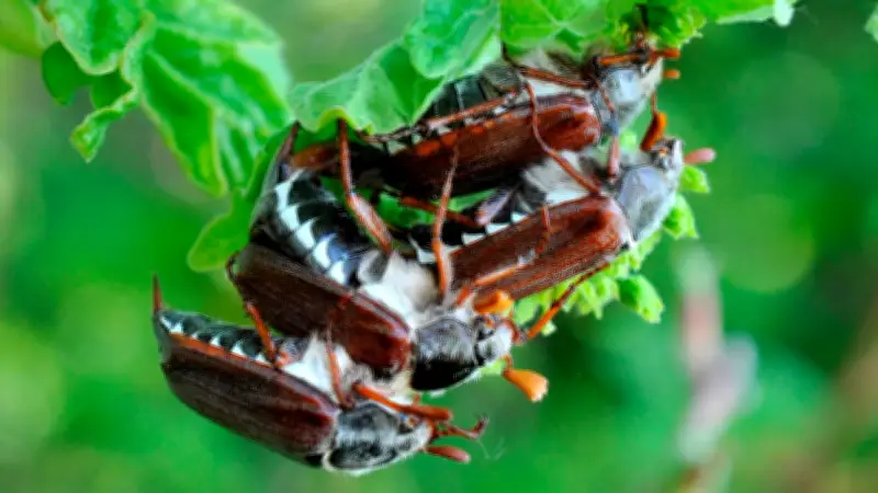 Apokalyptische Maikäfer-Invasion: Halbe Milliarde Insekten erwartet in Hessen