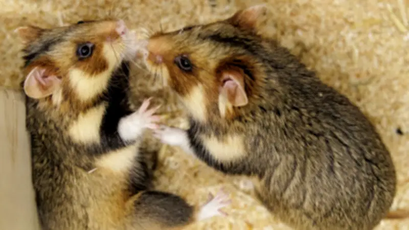 Artenschutz mit Nachbarschaftshilfe: Niederländische Feldhamster sollen deutsche Population retten