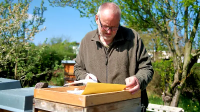 Asiatische Hornisse bedroht Bienen: Imker warnt vor Apokalypse