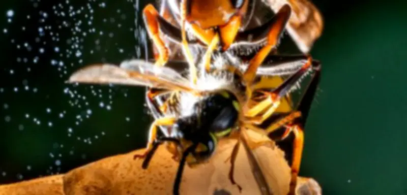 Asiatische Hornisse: Über 700 Nester in Rheinland-Pfalz - Ausbreitung nicht mehr zu stoppen